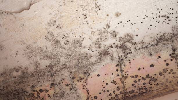 Best Attic Mold Removal  in Somerset, TX